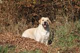 LABRADOR 358